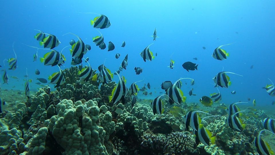 Oahu: Try Scuba Diving From Shore - Booking and Payment Details