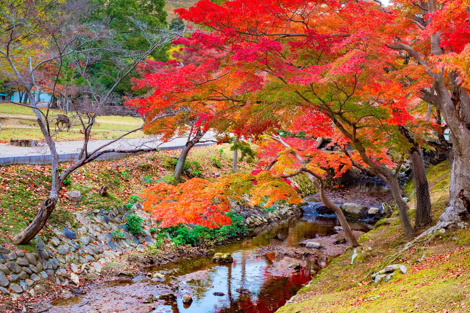 Osaka: Kyoto World Heritage & Nara Cute Deer 1-Day Bus Tour - Customer Reviews