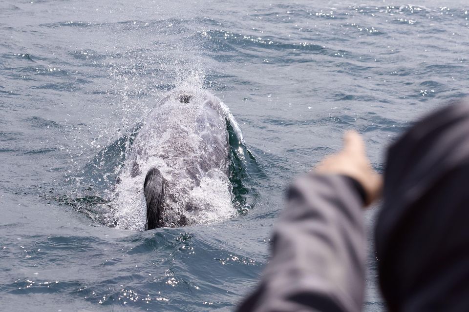 Penzance: Lands End Boat Tour With Wildlife Guides - About the Tour Guides