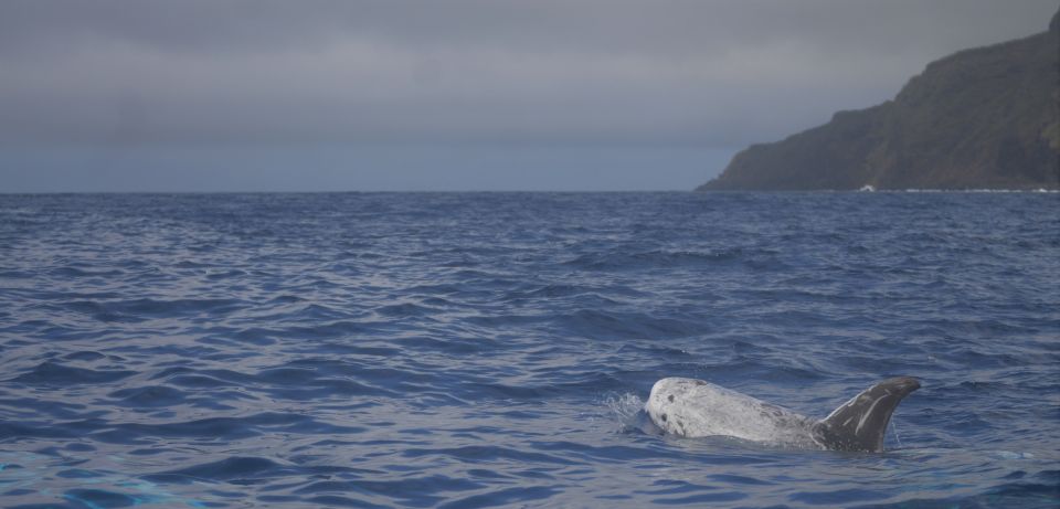 Pico Island: Whale Watching Boat Tour With Biologist Guides - Azores Marine Life Highlights