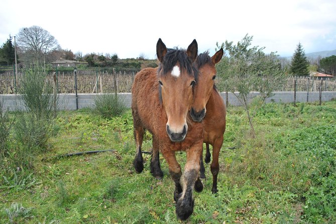 Private Horseback Riding Tour in Sicilian Countryside + Tradional Lunch - Traditional Sicilian Lunch