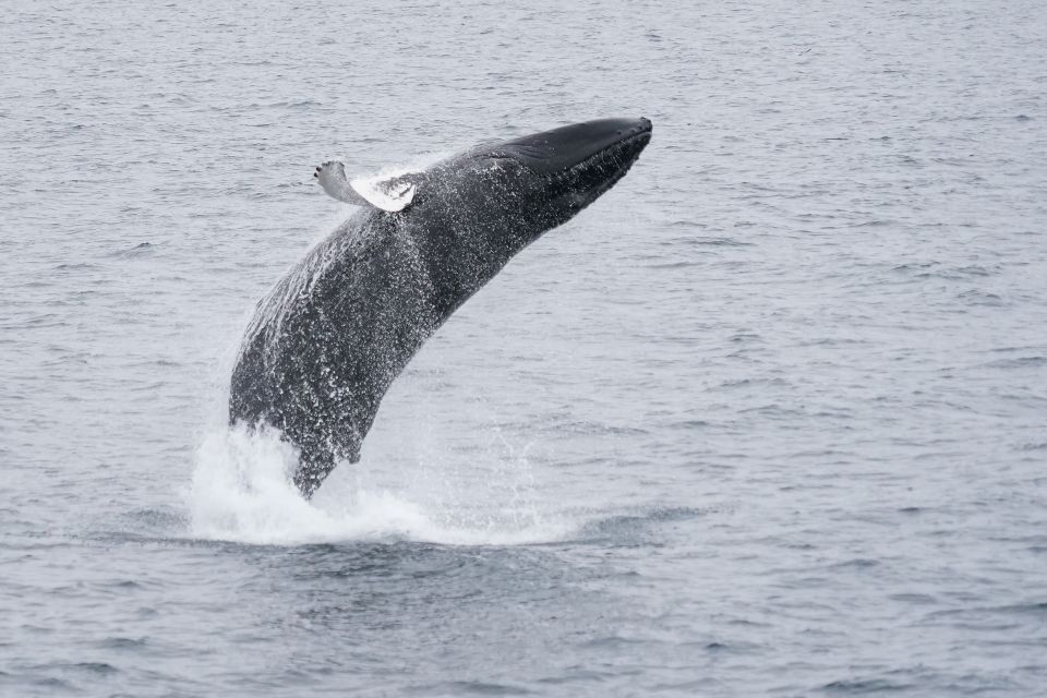 Reykjavik: Whale Watching by RIB Speedboat - Booking and Cancellation