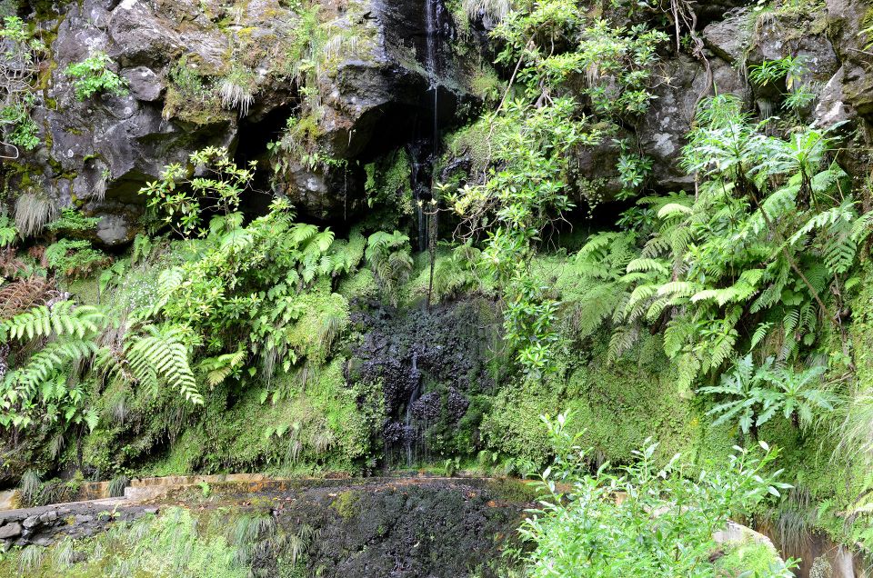 Ribeiro Frio / Portela - Levada Walk - Reserve Now, Pay Later