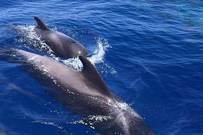 Sailing Yacht on a Private Charter - Exploring Marine Life Sightings