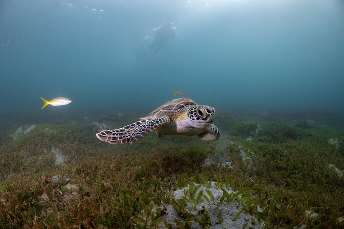 Scuba Tour for Certified Divers in San Juan - Additional Information