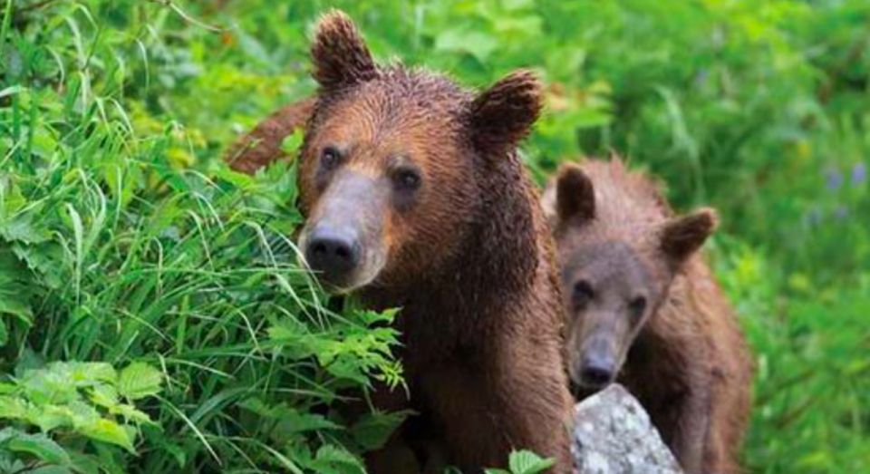 Sitka: Totem Poles, Raptor Centre, & Fortress of Bears Tour - Frequently Asked Questions