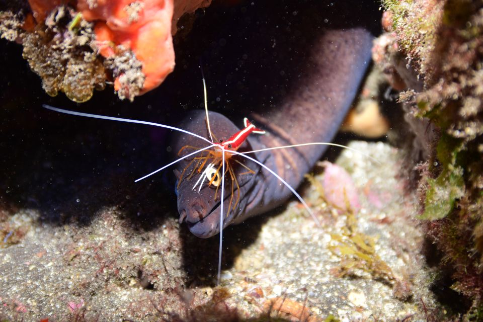 Tenerife: Discover Scuba Diving With Free Photos - Exploring Tenerifes Marine Life