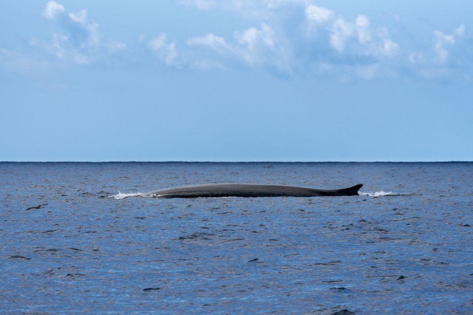 Third: Whale and Dolphin Watching in a Zodiac Boat - Frequently Asked Questions