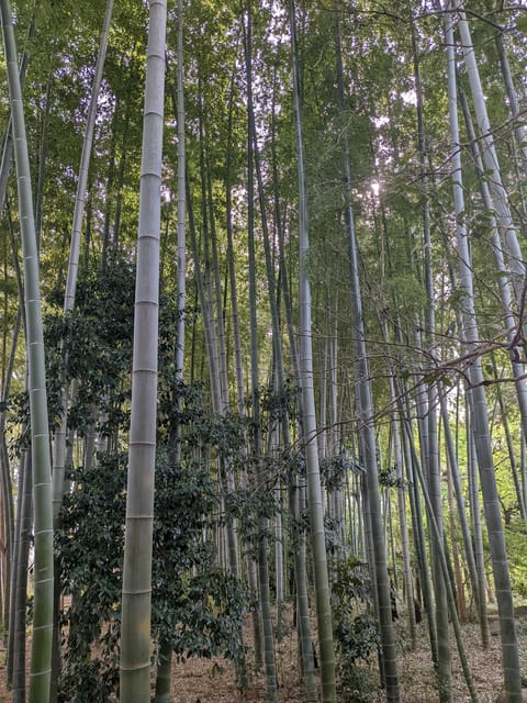 Tokyo: Hidden Temples Tour Review - Important Considerations