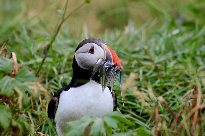 Two-In-One: Whale & Puffin Watching Tours From Reykjavik - Accessibility and Recommendations