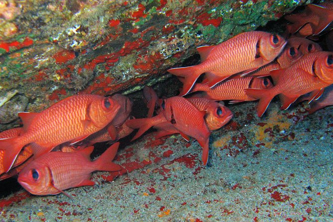 Ultimate Shore Snorkeling Adventure on Kauai - Wildlife Sightings