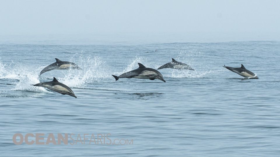 Whale and Wildlife Watching Private and Semi-Private Tours - Explore the Monterey Bay