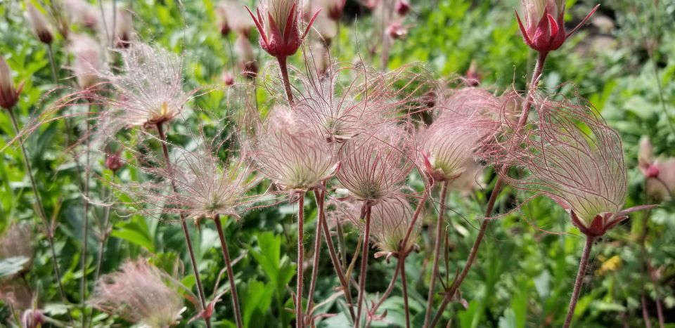 Anchorage: Botanical Garden Walking Tour - Frequently Asked Questions