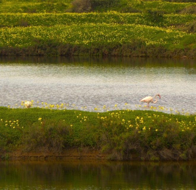 Faro: Real Pudding Boat Tours 6h Boat Tour to Ria Formosa - Frequently Asked Questions