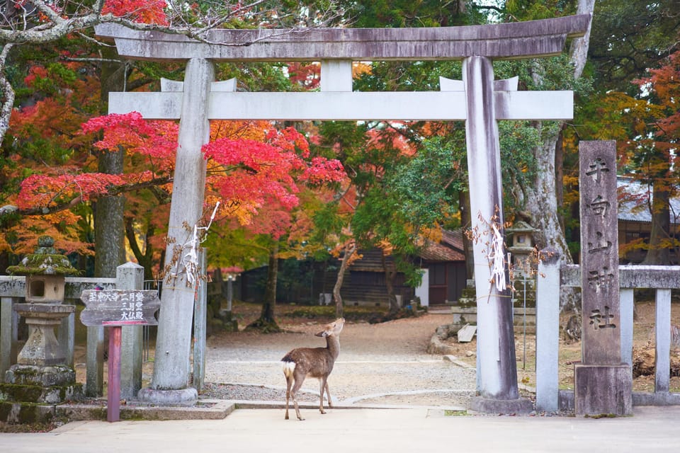 From Kyoto or Osaka: Private Walking Tour Through Nara - Frequently Asked Questions