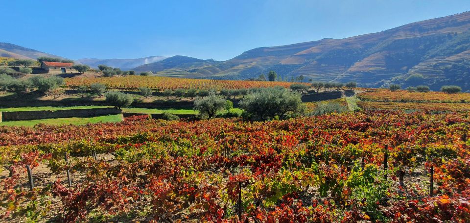 From Porto Day Douro Valley Wine Tour 2 Wineries & Lunch - Recap