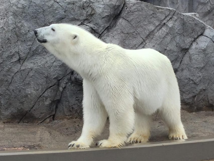 From Sapporo: Famous Asahiyama Zoo Review - Frequently Asked Questions