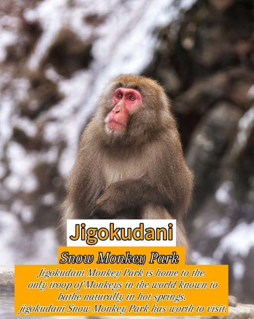 From Tokyo: Nagano, Zenkoji Temple, Snow Monkeys Day Trip - Frequently Asked Questions