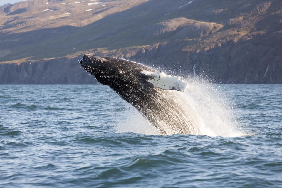 Húsavík: Big Whales and Puffin Island Speedboat Tour - Frequently Asked Questions