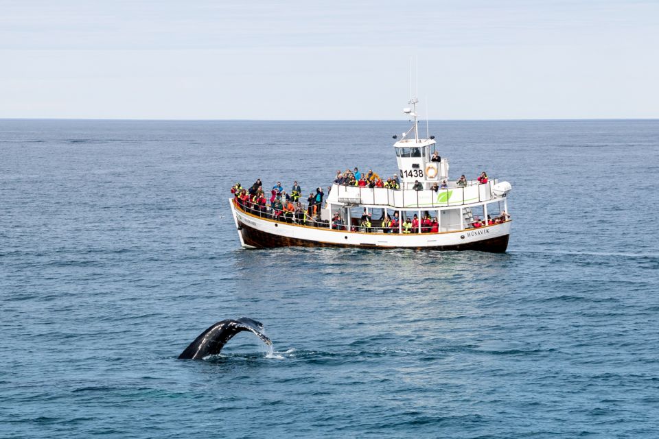 Húsavík: Whale Watching on a Carbon Neutral Oak Boat - Frequently Asked Questions