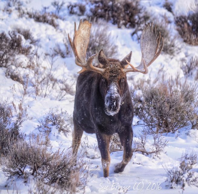 Jackson: Grand Teton and National Elk Refuge Winter Day Trip - Frequently Asked Questions