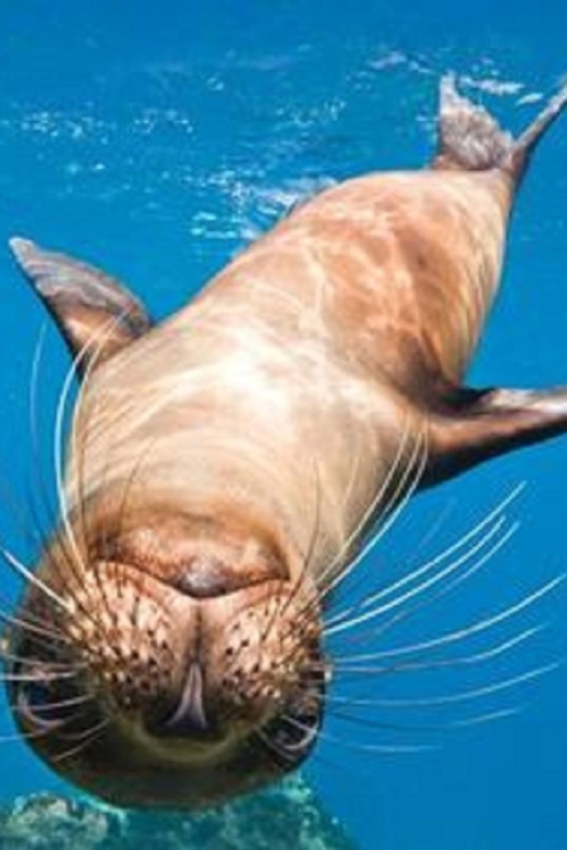 La Jolla: Cove and Caves Snorkeling Tour With Sea Lions - Frequently Asked Questions