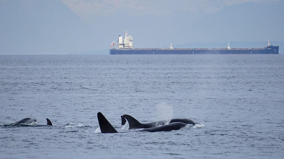 Orcas Island: Whale and Orca Guided Speedboat Tour - Frequently Asked Questions