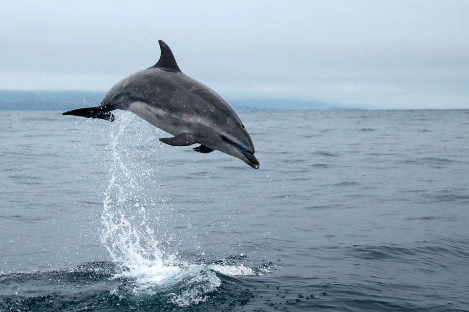 Pico Island: Whale Watching Boat Tour With Biologist Guides - Frequently Asked Questions