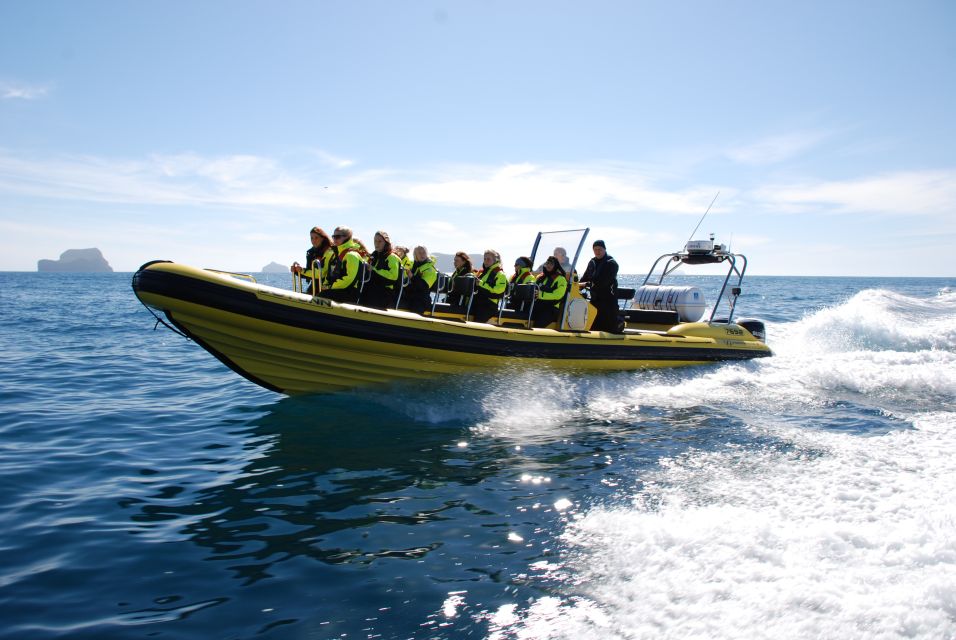 Reykjavik: Whale Watching by RIB Speedboat - Frequently Asked Questions