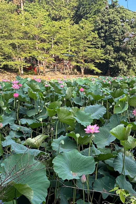 Serene Cycling in Arashiyama: Tour Review - Frequently Asked Questions