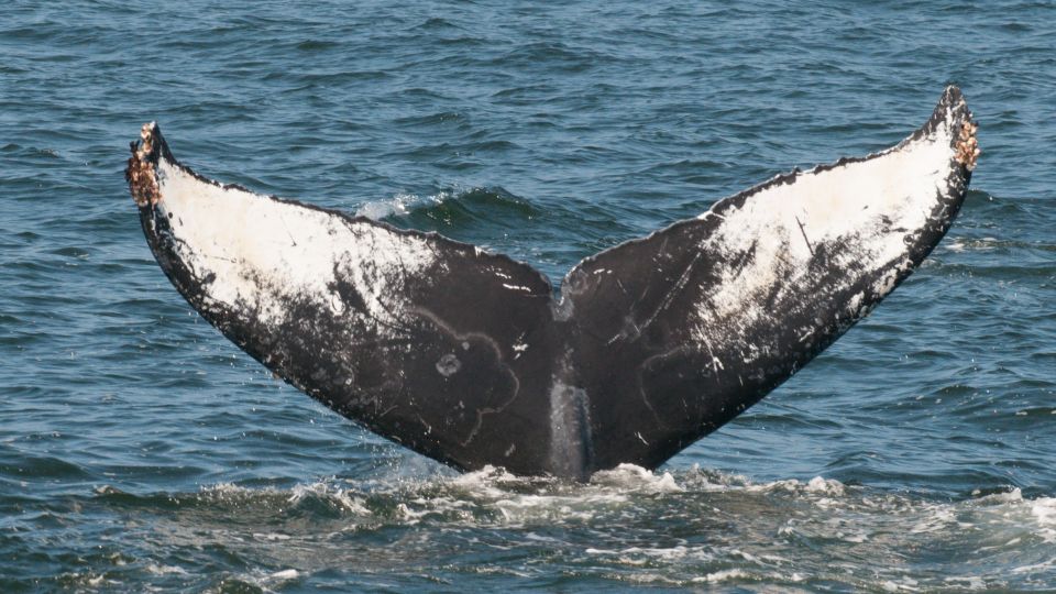 Whale and Wildlife Watching Private and Semi-Private Tours - Frequently Asked Questions