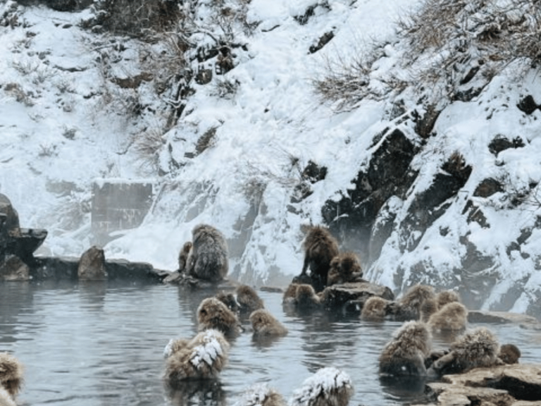 A Memorabele Snow Monkey Park & Zenkoji Temple Private Tour Tour Overview