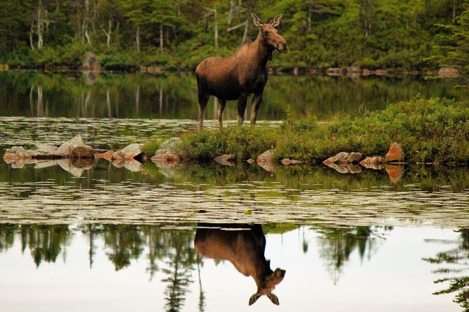 All Terrain Vehicle Tour the Newfoundland Wilderness - Key Points