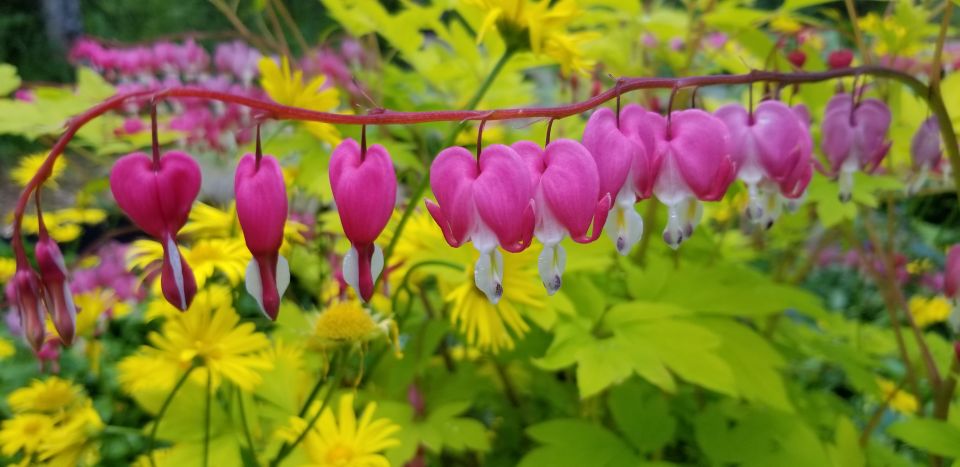 Anchorage: Botanical Garden Walking Tour - Key Points