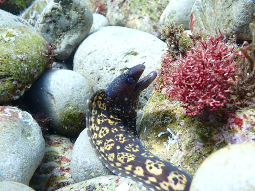 Arrábida: Open Water Diver Course in Arrábida Marine Reserve - Key Points