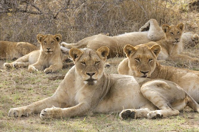 Big 5 Safari Experience at Pilanesberg National Park - Key Points