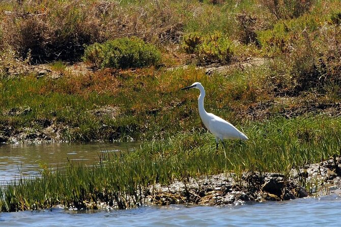 Birdwatching in Ria Formosa - Eco Boat Tour From Faro - Exploring Ria Formosas Wonders