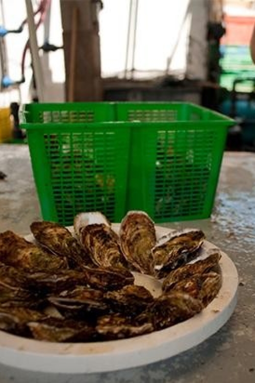 BOUZIGUES: TASTING VISIT TO AN OYSTER FACTORY - Key Points