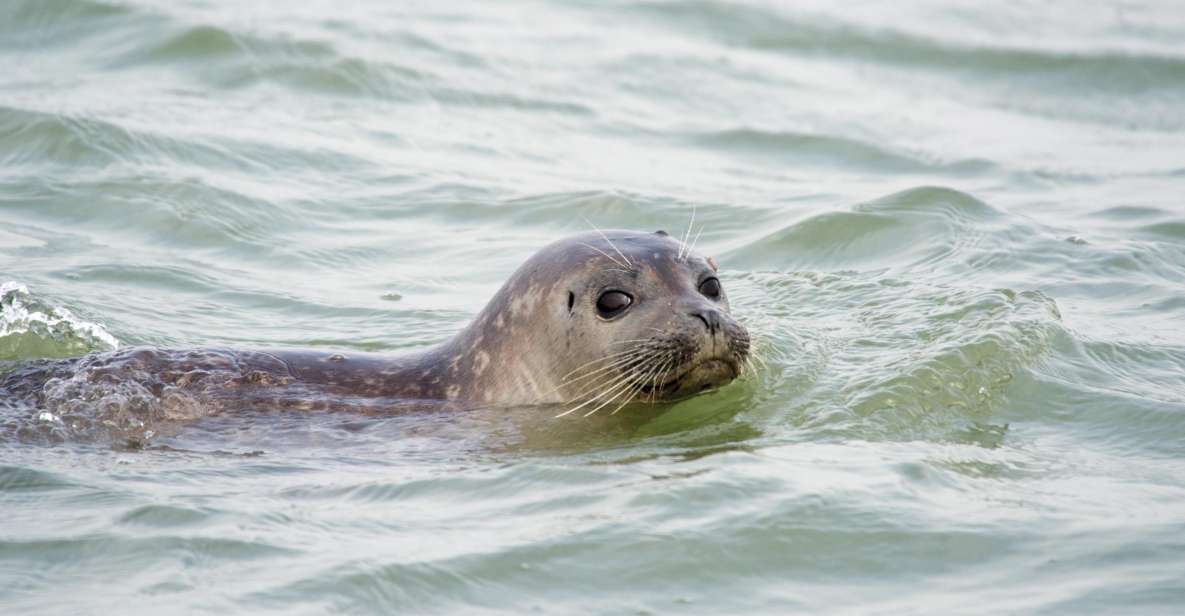 Cadzand: Seal Discovery Boat Tour With Glass of Champagne - Key Points