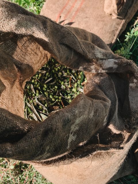 Chania: Full Moon Olive Harvest - Key Points