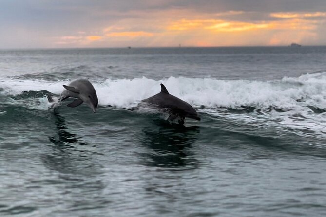 Clearwater Encounters With Dolphins Tour - Key Points