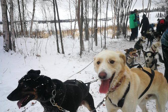 Dog Sledding - Key Points