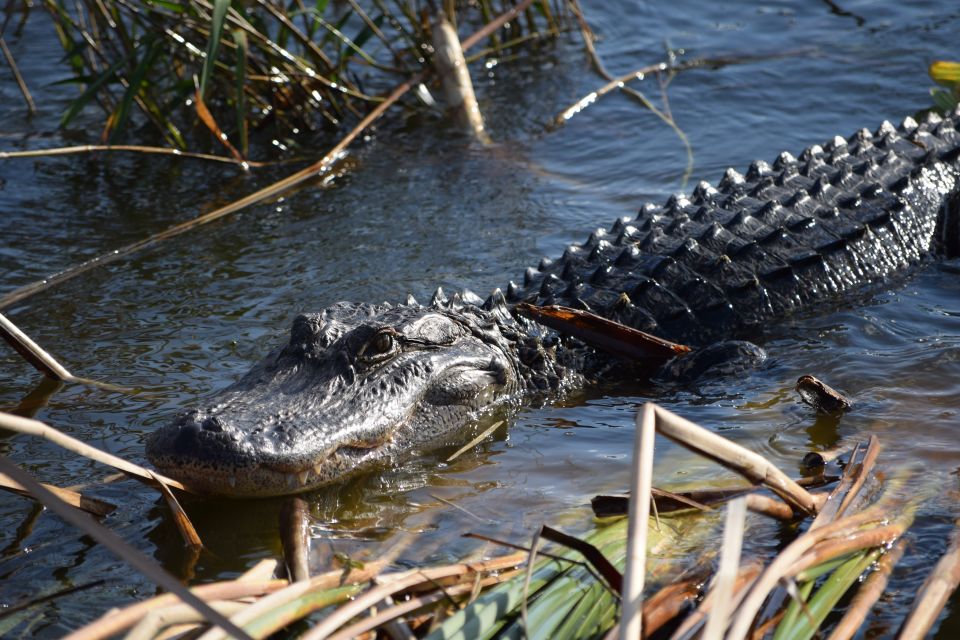 Everglades Day Safari From Fort Lauderdale - Key Points