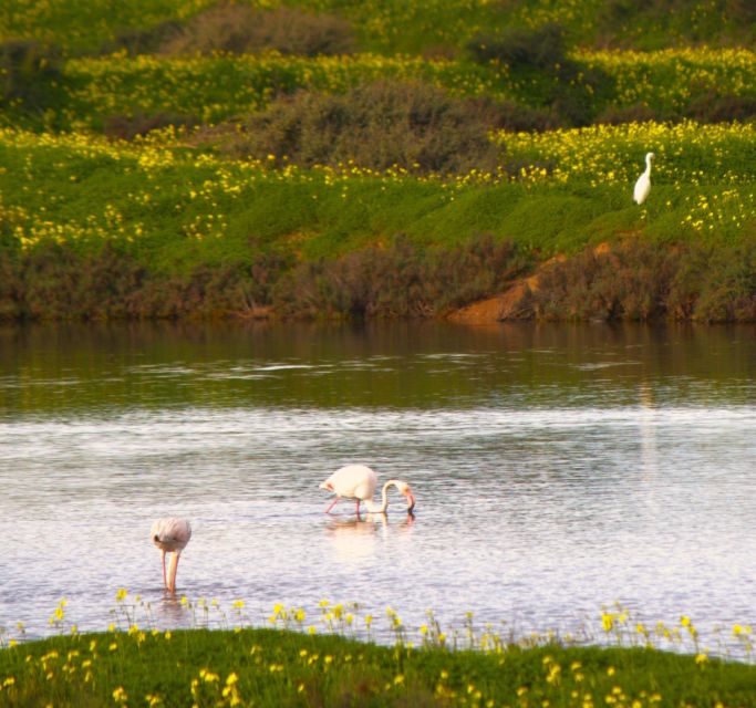 Faro: Real Pudding Boat Tours 6h Boat Tour to Ria Formosa - Key Points