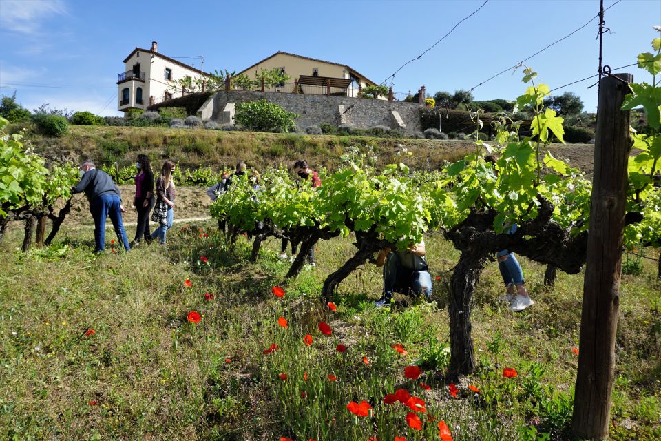 From Barcelona: Sailing and E-Bike Winery Tour With Tastings - Key Points