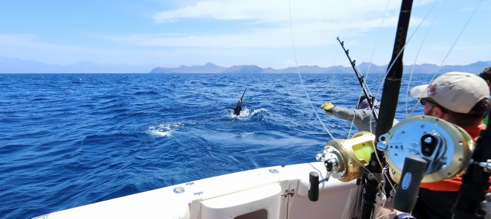 From Funchal : Big Game Fishing Boat Trip - Key Points