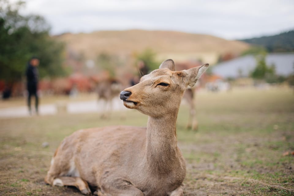 From Kyoto or Osaka: Private Walking Tour Through Nara - Key Points