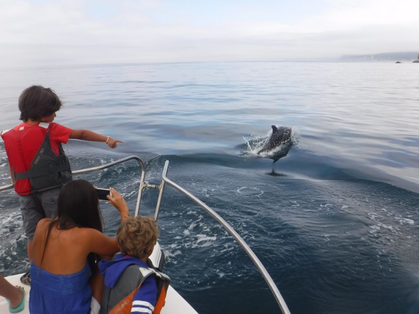 From Sesimbra: Arrábida Dolphin Watching Boat Tour - Key Points