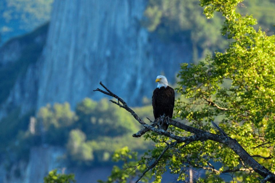 From Seward: 4-hour Wilderness Hiking Tour - Key Points