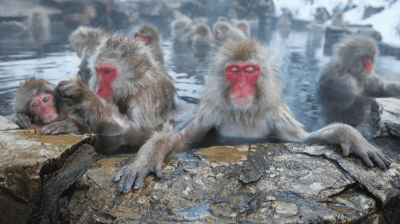 From Tokyo Memorabele Snow Monkey Park & Zenkoji Temple Tour - Key Points